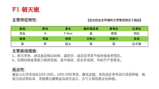 北京春奥-天红QNO.9Q朝天椒品种?1)_01.jpg